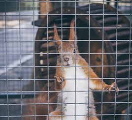 enclose livestock