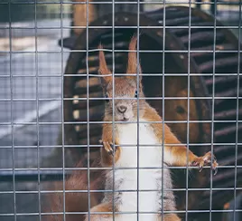 enclose livestock