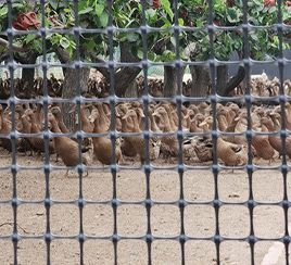 Poultry Farming 