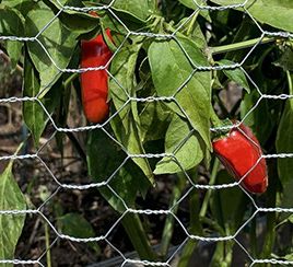 Farm fence